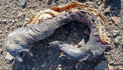 'Era espantosa': Mujer encuentra misteriosa criatura sin ojos y con dos mandíbulas