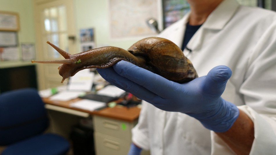 Presencia de caracoles gigantes africanos deja en cuarentena a condado de Estados Unidos: Pueden causar meningitis