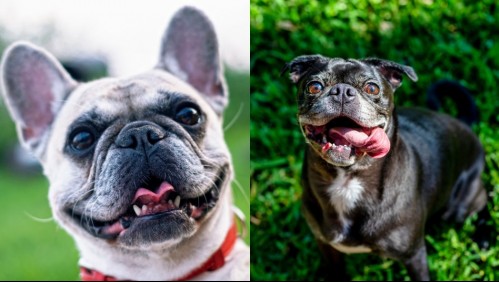 Amigables y juguetones: Estas son 5 razas de perros que pueden ser los mejores compañeros
