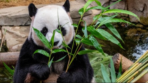 ¿Porqué los pandas son vegetarianos? Hallazgo de fósiles resuelven el misterio