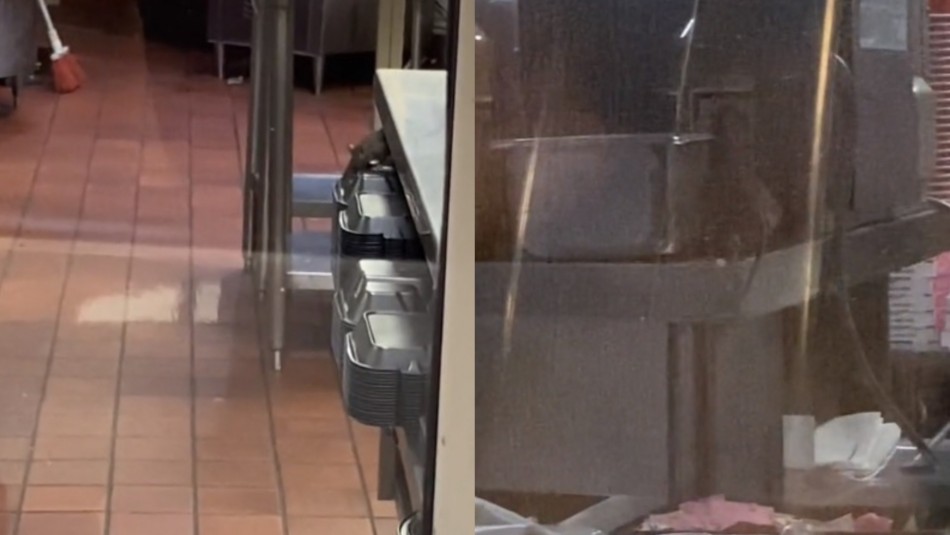 Una usuaria de TikTok grabó una plaga de ratones dentro de un restaurante en Estados Unidos.