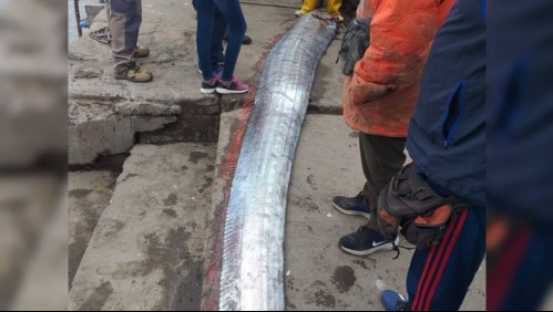 'No significa ningún desastre natural': Experto explica a qué se debe aparición de pez remo en Arica