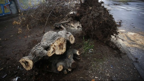 Mujer muere tras caer la rama de un árbol sobre la carpa que dormía en Ovalle