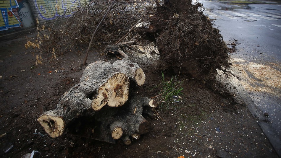 Mujer muere tras caer la rama de un árbol sobre la carpa que dormía en Ovalle