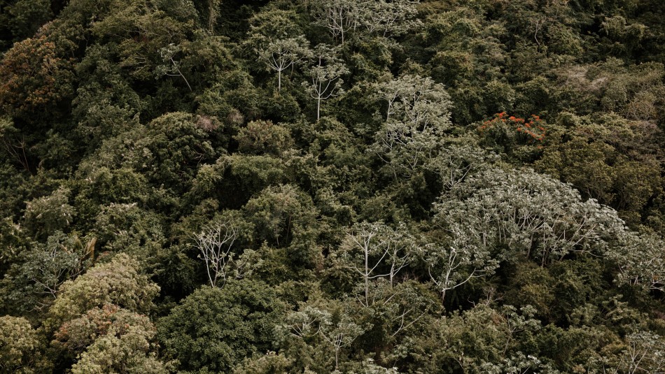 'Un árbol por cada Grinpin': La campaña con la que Falabella busca recuperar los bosques nativos en Chile