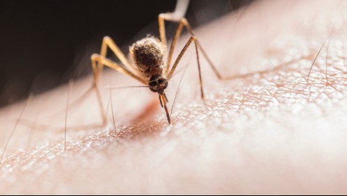 Policía identificó a un ladrón gracias a la sangre encontrada en un mosquito que lo había picado