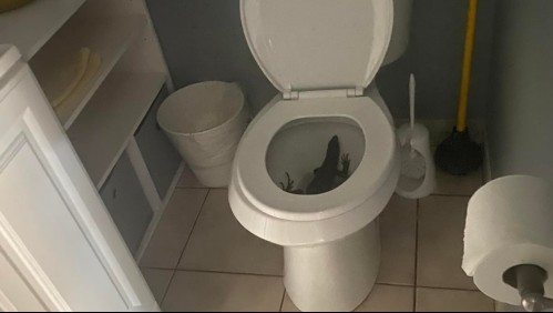 '¡Hay una iguana en el baño!': Mujer queda aterrada con inesperado visitante en su inodoro
