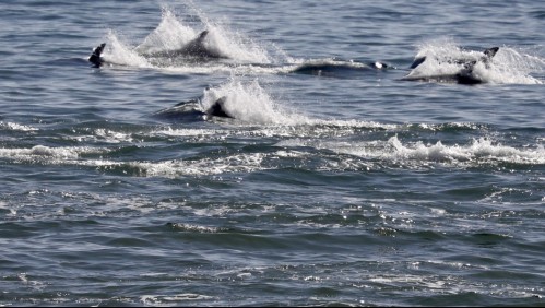 Manada de delfines se dejan ver en la bahía de Valparaíso: Autoridades hacen llamado