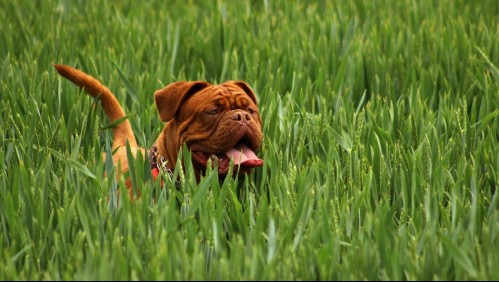 'Se volvieron locos con el calor': Mujer muere tras sufrir brutal ataque de su perro dentro de su casa