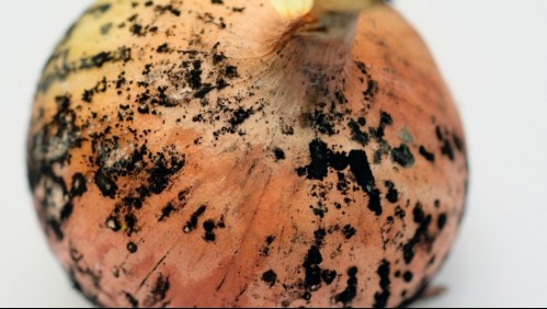 ¿Es seguro comer las cebollas que tienen manchas negras?