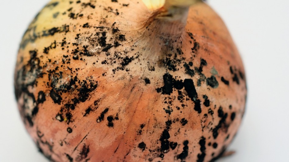 es-seguro-comer-cebollas-con-hongos es seguro comer cebollas con hongos