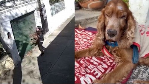 Mujer abandonó a su perro ciego de 14 años en el jardín de una casa y dejó una carta