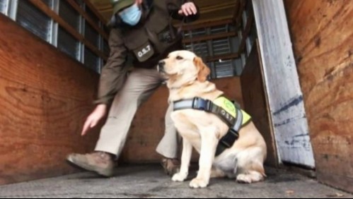 Gracias a perro adiestrado: Control vehicular termina con la incautación de más 7 mil dosis de droga