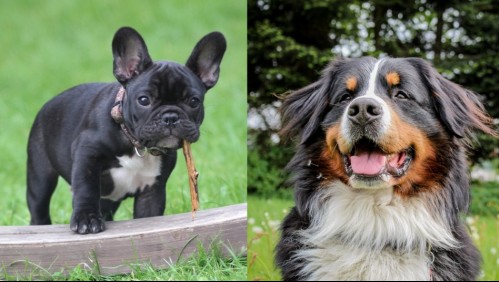 Ellos son tranquilitos: Estas son las 5 razas de perros más calmadas