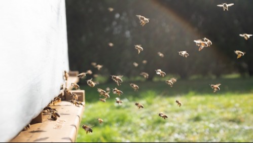 Estas son las abejas sin aguijón, un tesoro poco conocido de Brasil
