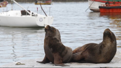 [VIDEO] Lobos marinos se toman las calles de Tomé
