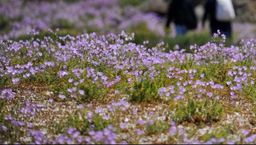 Autoridades anuncian inminente desierto florido tras lluvias que afectaron al norte del país