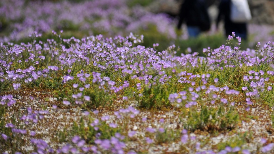 Autoridades anuncian inminente desierto florido tras lluvias que afectaron al norte del país Autoridades anuncian inminente desierto florido tras lluvias que afectaron al norte del país