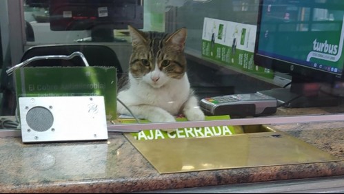 Esta es la historia de 'Gastón': El gato que 'atiende' en un terminal de buses de Santiago