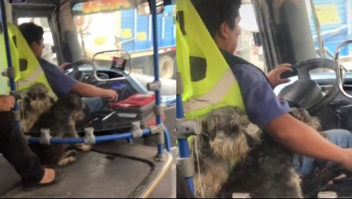 Chofer se vuelve viral al ser captado trabajando junto a sus dos perros