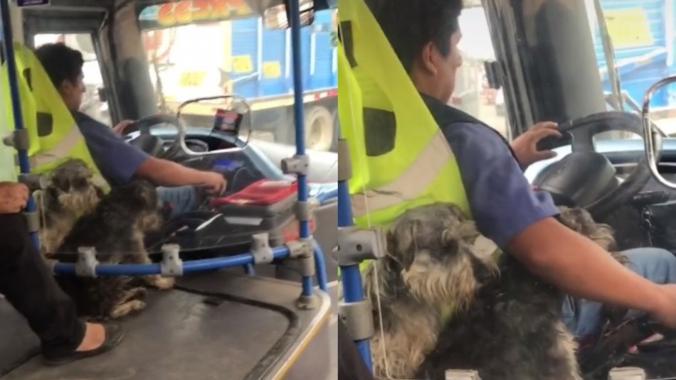 chofer-se-vuelve-viral-al-ser-captado-trabajando-junto-a-sus-dos-perritos Un chofer se vuelve viral al ser captado trabajando junto a sus dos perritos.