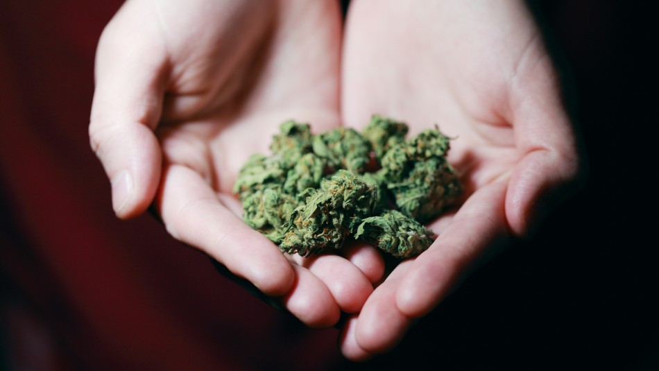 psicosis-aumento-potencia-marihuana psicosis aumento potencia marihuana