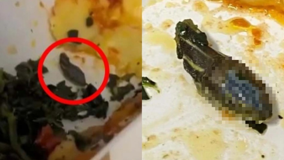 joven-azafata-encuentra-una-cabeza-de-serpiente-entre-la-comida-del-avion Una joven azafata encontró una cabeza de serpiente entre la comida del avión.