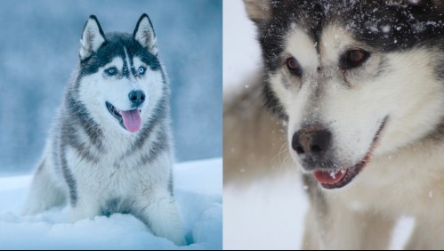Se parecen a sus ancestros: Estas son 5 razas de perros que se ven como lobos