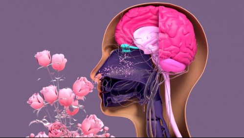 Pérdida del olfato podría predecir el riesgo de tener alzhéimer, según nueva investigación