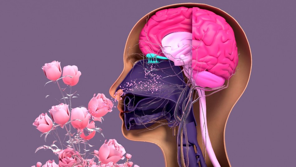 alzheimer-olfato-estudio alzheimer olfato estudio
