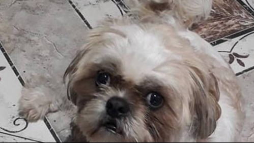 Abandonan a un perro en un taxi con instrucciones para su cuidado: Dueño dijo que iba al banco y no volvió