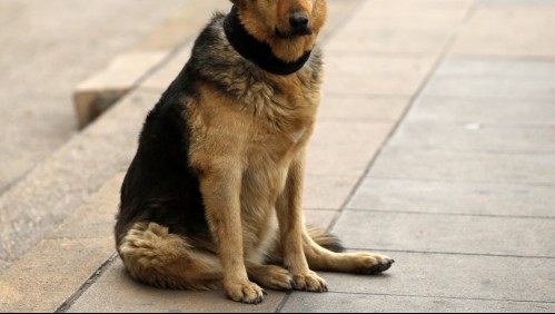 'Que la Justicia en Chile actúe': Denuncian que sujeto mató a perrita colgándola de un letrero en Pozo Almonte