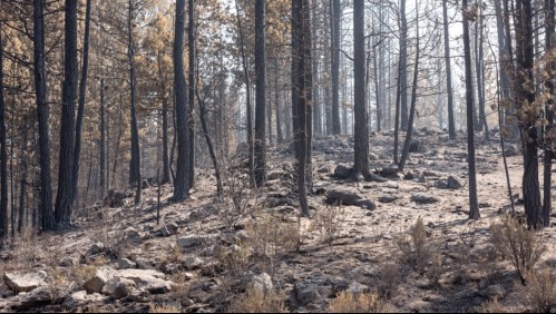 'Evitaron una catástrofe': Vecinos detienen a hombre acusado de provocar incendios forestales amarrándolo a un árbol