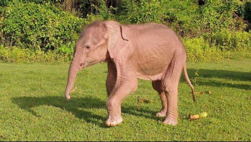 'Ojos de color perla': Nace un inusual elefante blanco en Birmania