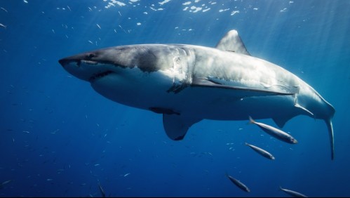 'Su carne es realmente muy tierna': Influencer se graba comiendo un tiburón blanco y ahora podría ir a la cárcel