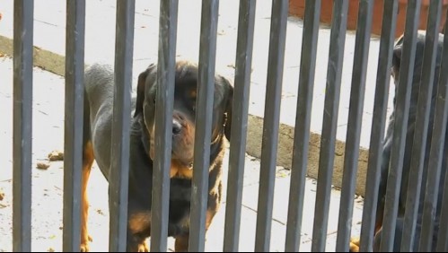 Tío de niña atacada por dos perros en La Reina: 'Esto no es nuevo, ya habían mordido a alguien'