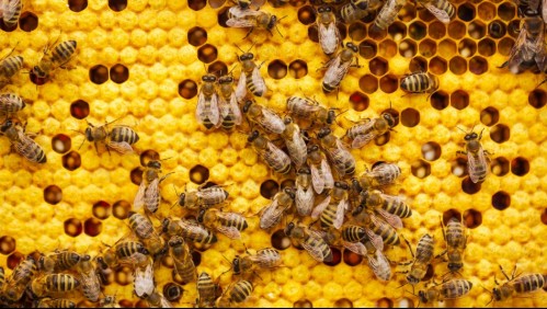 Estos son los beneficios del propóleo: Un 'pegamento' producido por las abejas y que podría ayudar con el cáncer