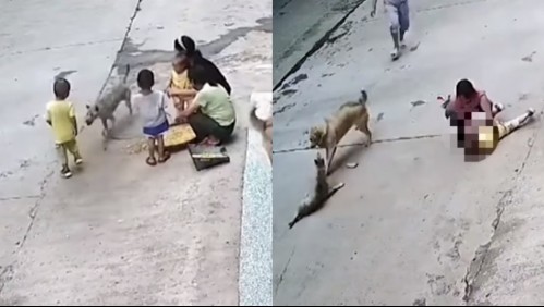 Video muestra a niño siendo salvado por su perro del feroz ataque de otro can en plena calle