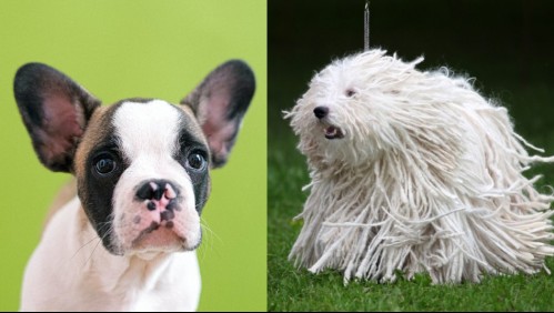 Podrían costar miles de dólares: Estas son las razas de perros más caras del mundo