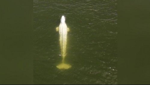 'Sus huesos sobresalen': Preocupación por beluga con 'bajo peso' que se perdió en el río Sena