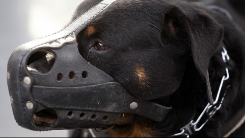 Autorizan traslado a 'un lugar seguro' de perros rottweiler que atacaron a niña en La Reina