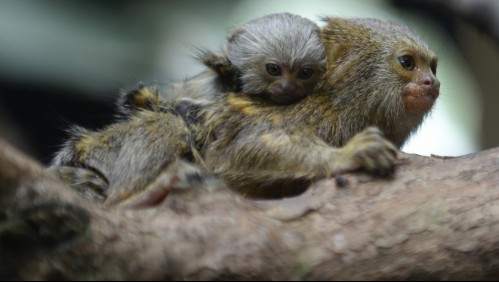 Traficaba monos tití y fue engañado por rescatista que fingió querer comprarlos: Fue detenido por la policía