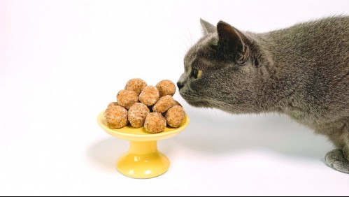Día internacional del gato: Estas son las comidas que nunca le deberías dar a tu 'michi'