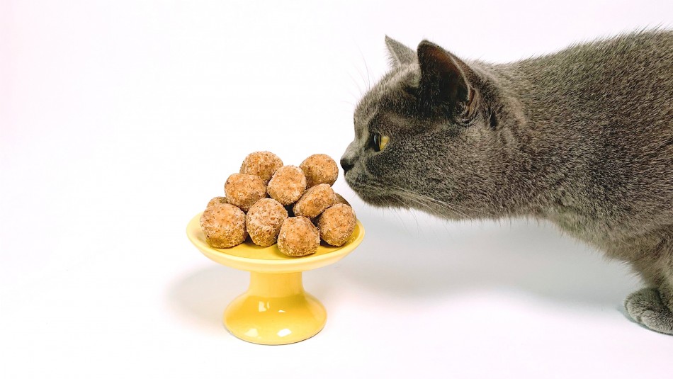 comidas-malas-gatos comidas malas gatos