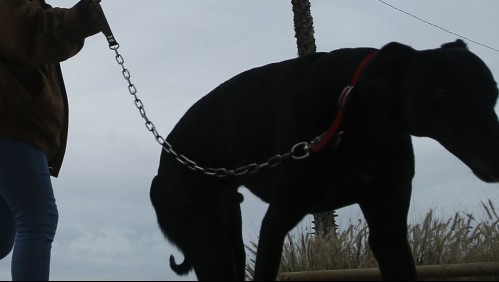 Niño de un año es internado tras ataque de un perro: dueño del animal queda denunciado por llevarlo sin correa