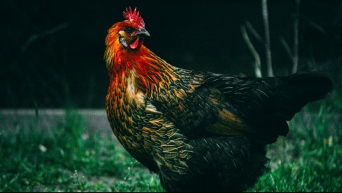 'Intentamos aguantarlo, pero no se puede': demandaron a su vecino por los molestos ruidos que hace su gallo