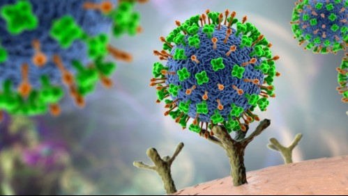 'La transmisión humana, afortunadamente, hasta ahora no es efectiva': viróloga explica nuevo virus descubierto en China