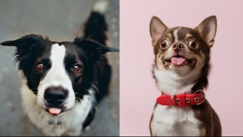 Vivirán contigo muchos años: Estas son las 6 razas de perros más longevos