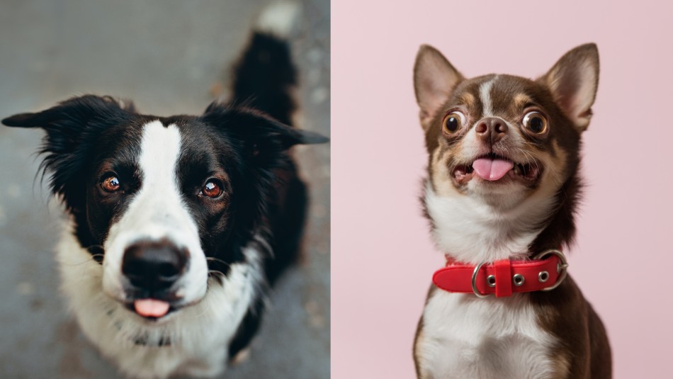 Vivirán contigo muchos años: Estas son las 6 razas de perros más longevos