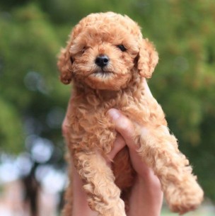 Son tiernos y esponjosos: 5 razas de perros con los pelajes más suaves de acariciar Son tiernos y esponjosos: 5 razas de perros con los pelajes más suaves de acariciar